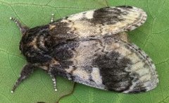 Three-humped Prominent (Notodonta tritophus)