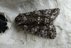Knot Grass (Acronicta rumicis)
