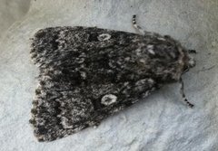 Broket kveldfly (Acronicta auricoma)