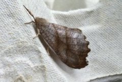 Scalloped Hook-tip (Falcaria lacertinaria)