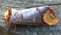 Buff-tip (Phalera bucephala)