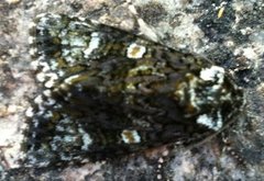 The Coronet (Craniophora ligustri)