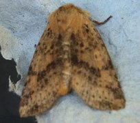 Dotted Chestnut (Conistra rubiginea)