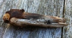 Red Sword-grass (Xylena vetusta)