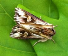 Purple Cloud (Actinotia polyodon)