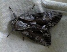 The Saxon (Hyppa rectilinea)