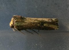 Flame (Axylia putris)