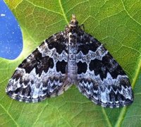 Broken-barred Carpet (Electrophaes corylata)
