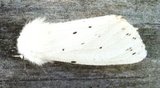 Punkttigerspinner (Spilosoma lubricipeda)