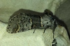 Sallow Kitten (Furcula furcula)