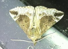 Beautiful Snout (Hypena crassalis)