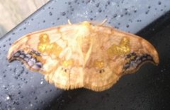 Scarce Hook-tip (Sabra harpagula)
