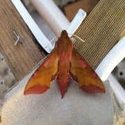 Small Elephant Hawk-moth (Deilephila porcellus)
