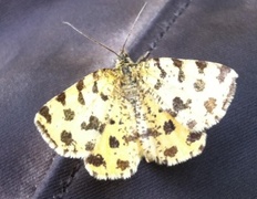 Speckled Yellow (Pseudopanthera macularia)