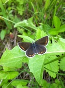 Mountain Argus (Aricia artaxerxes)