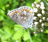 Mountain Argus (Aricia artaxerxes)
