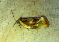Brassy Tortrix (Eulia ministrana)