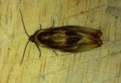 Brassy Tortrix (Eulia ministrana)