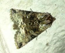 The Spectacle (Abrostola tripartita)