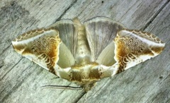 Buff Arches (Habrosyne pyritoides)