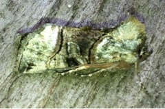 The Spectacle (Abrostola tripartita)