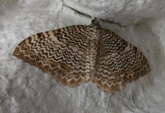 Scallop Shell (Rheumaptera undulata)