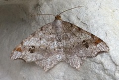 Sharp-angled Peacock (Macaria alternata)