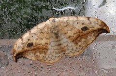 Pebble Hook-tip (Drepana falcataria)