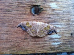 Scarce Hook-tip (Sabra harpagula)