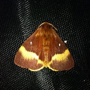 Eikespinner (Lasiocampa quercus)