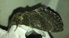 Large Dark Prominent (Notodonta torva)
