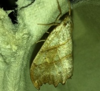 Scalloped Hook-tip (Falcaria lacertinaria)