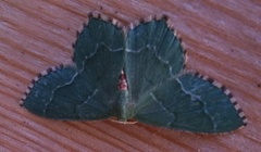 Common Emerald (Hemithea aestivaria)