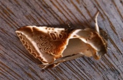 Buff Arches (Habrosyne pyritoides)