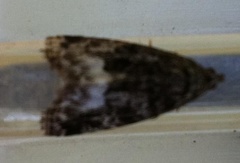 Marbled White Spot (Deltote pygarga)