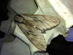 Pine Hawk-moth (Sphinx pinastri)
