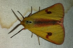 Clouded Buff (Diacrisia sannio)