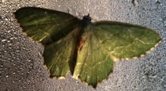 Common Emerald (Hemithea aestivaria)
