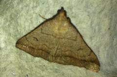 The Fan-foot (Herminia tarsipennalis)