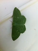 Large Emerald (Geometra papilionaria)