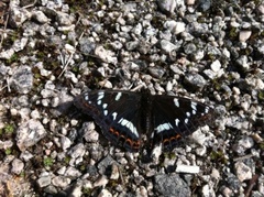 Poplar Admiral (Limenitis populi)