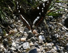 Poplar Admiral (Limenitis populi)