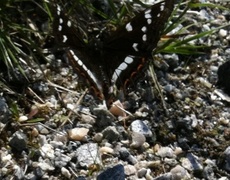 Ospesommerfugl (Limenitis populi)