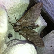 Pine Hawk-moth (Sphinx pinastri)