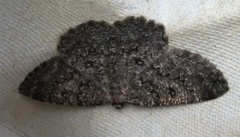 The Annulet (Charissa obscurata)