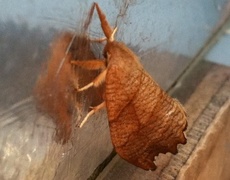 Scalloped Hook-tip (Falcaria lacertinaria)