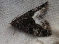 Marbled White Spot (Deltote pygarga)