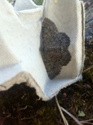 The Annulet (Charissa obscurata)