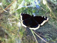 Camberwell Beauty (Nymphalis antiopa)