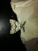 Black Arches (Lymantria monacha)